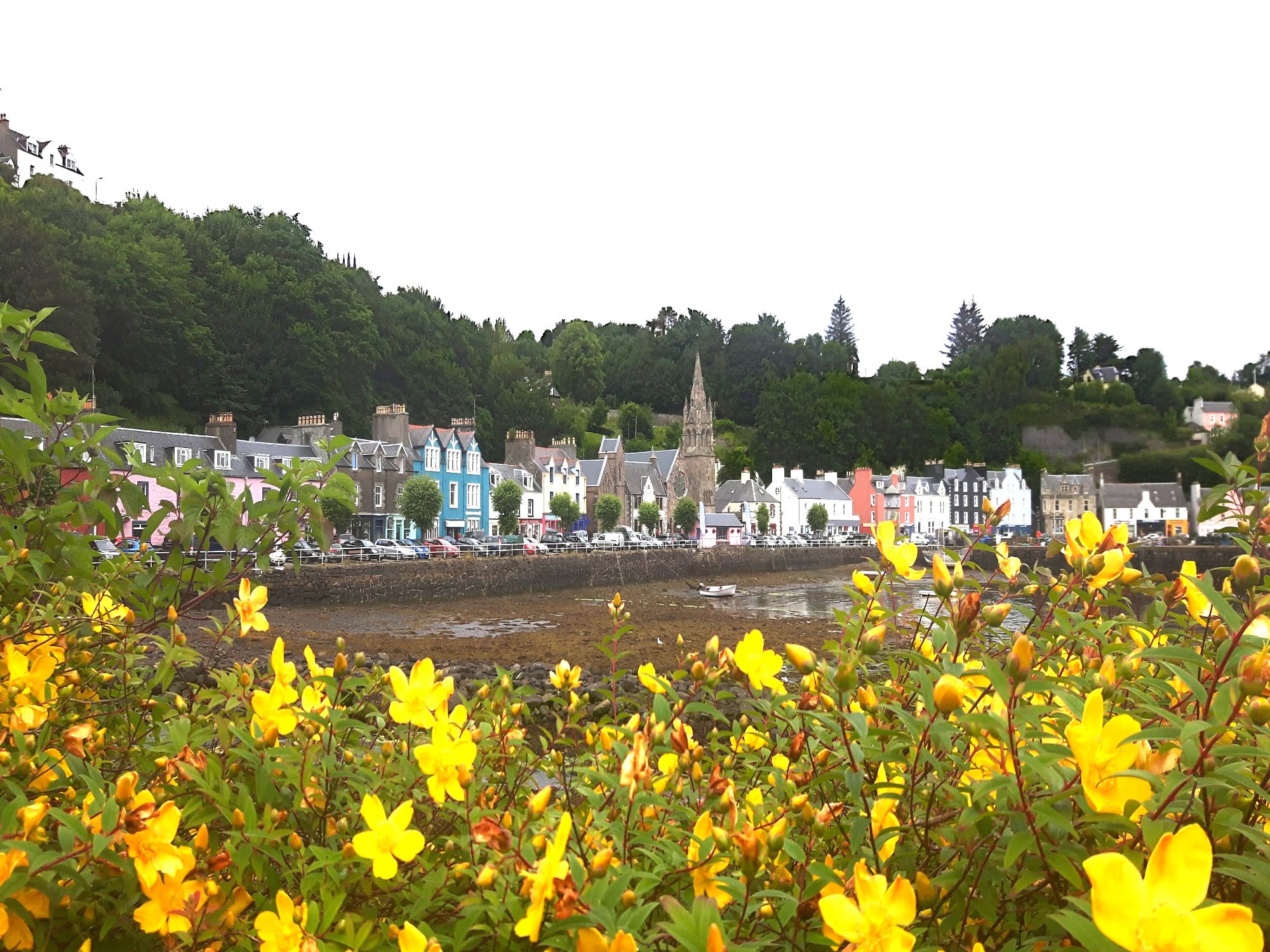 The city of Tobermory with yellow flowers in the foreground