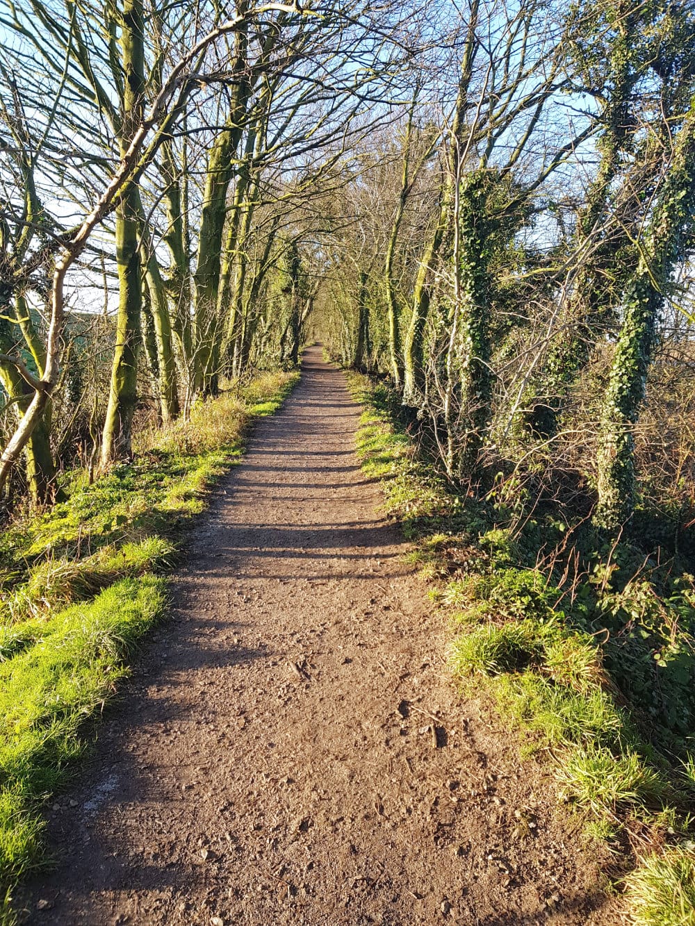 Footpath in nature, lined with trees